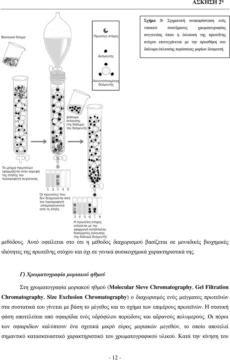 Γ) Χρωματογραφία μοριακού ηθμού Στη χρωματογραφία μοριακού ηθμού (Molecular Sieve Chromatography, Gel Filtration Chromatography, Size Exclusion Chromatography) ο διαχωρισμός ενός μείγματος πρωτεϊνών