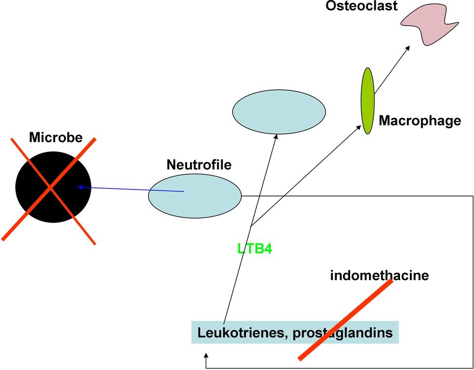 LTB4 indomethacine