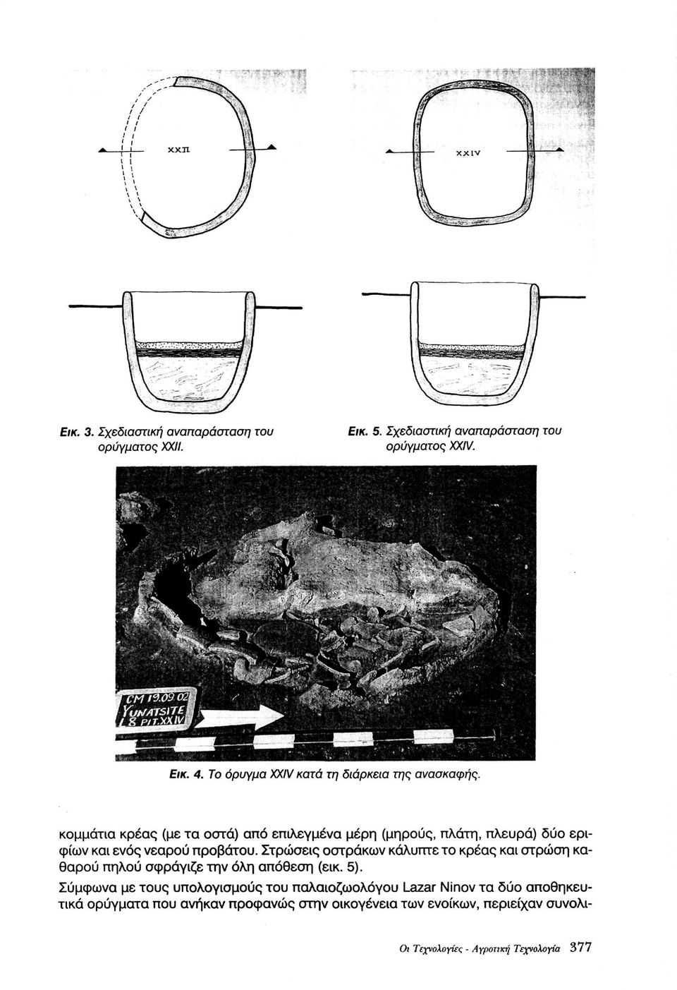 νεαρού προβάτου. Στρώσεις οστράκων κάλυπτε το κρέας και στρώση καθαρού πηλού σφράγιζε την όλη απόθεση (εικ. 5).