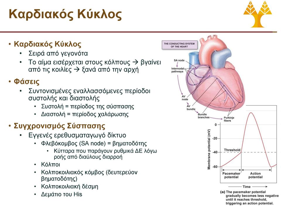 χαλάρωσης Συγχρονισμός Σύσπασης Εγγενές ερεθυσματαγωγό δίκτυο Φλεβόκομβος (SA node) = βηματοδότης Κύτταρα που παράγουν
