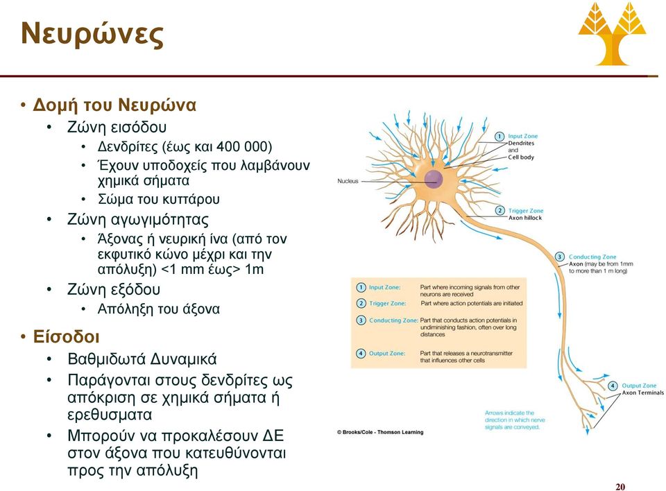 απόλυξη) <1 mm έως> 1m Ζώνη εξόδου Απόληξη του άξονα Είσοδοι Βαθμιδωτά Δυναμικά Παράγονται στους δενδρίτες