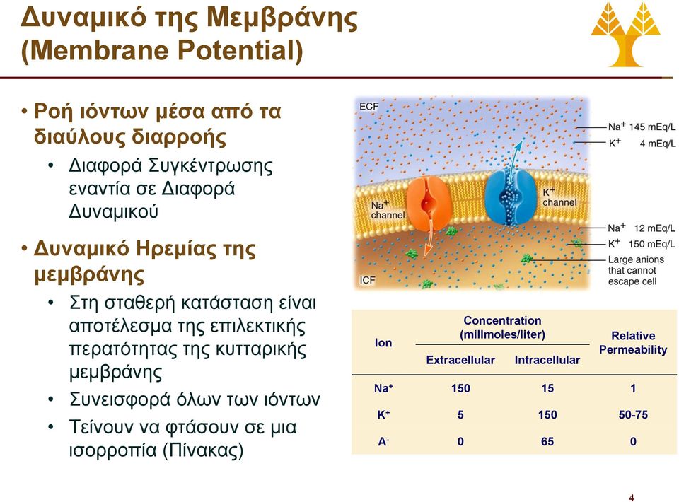 περατότητας της κυτταρικής μεμβράνης Συνεισφορά όλων των ιόντων Τείνουν να φτάσουν σε μια ισορροπία (Πίνακας) Ion