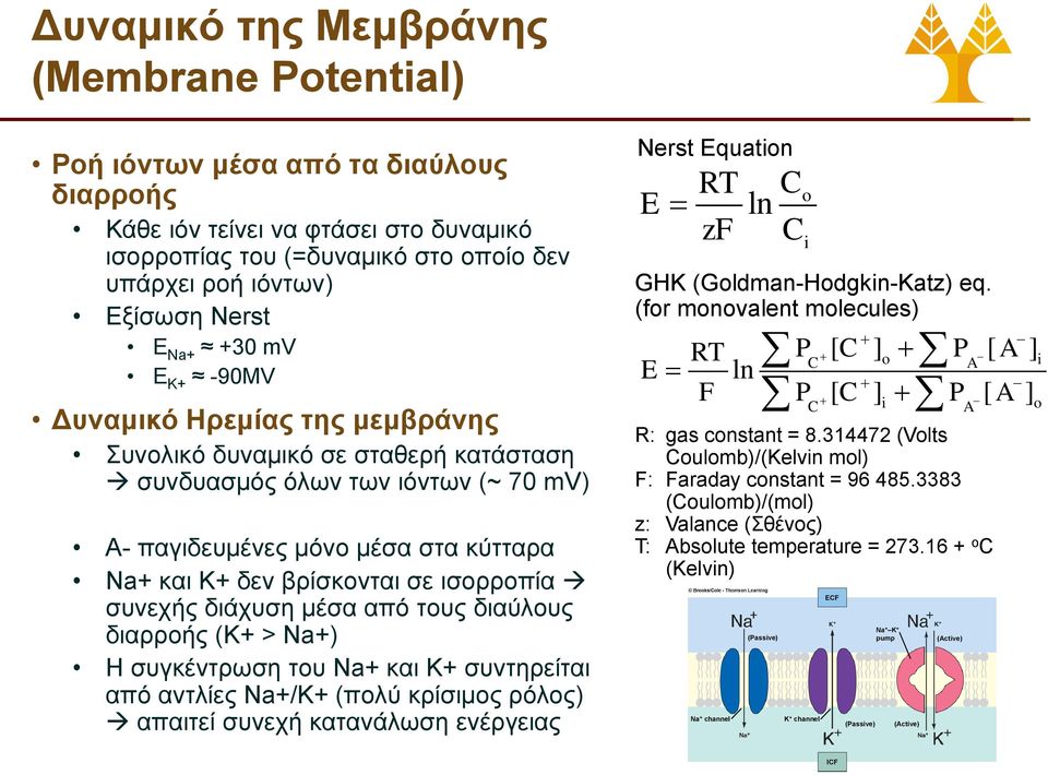 ισορροπία συνεχής διάχυση μέσα από τους διαύλους διαρροής (Κ+ > Na+) Η συγκέντρωση του Na+ και Κ+ συντηρείται από αντλίες Na+/K+ (πολύ κρίσιμος ρόλος) απαιτεί συνεχή κατανάλωση ενέργειας Nerst