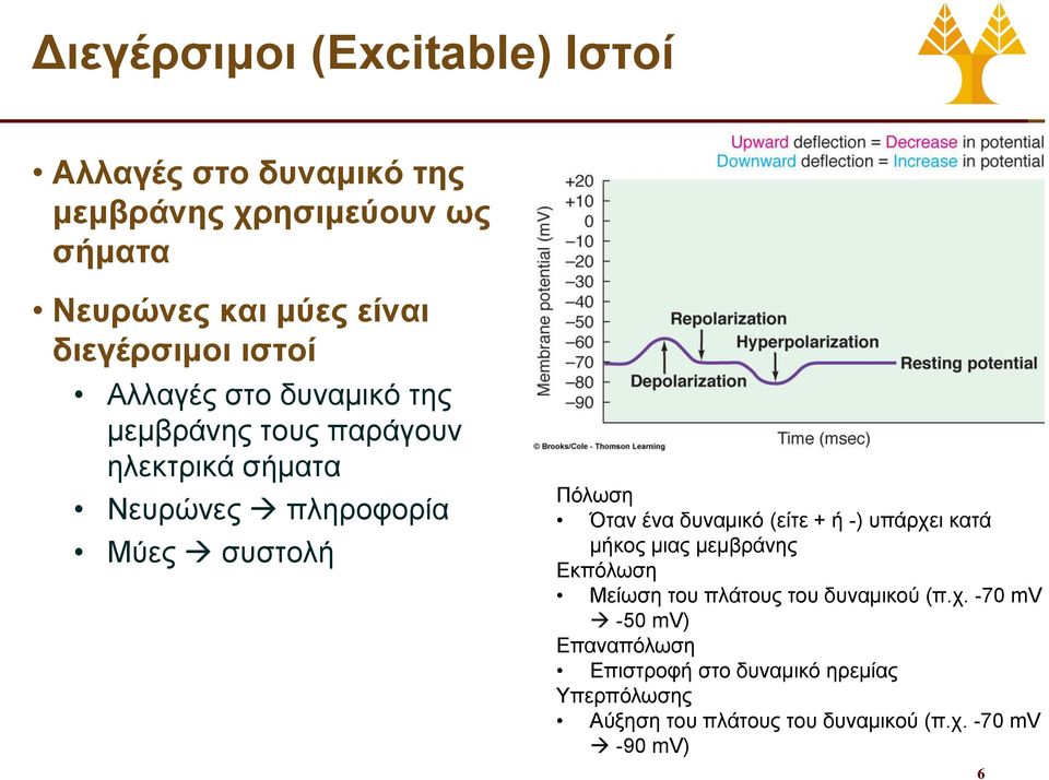 Πόλωση Όταν ένα δυναμικό (είτε + ή -) υπάρχε