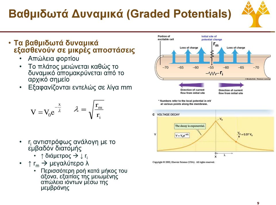 r i Loss of charge Direction of current flow from initial site V 0 V e x r r m i * Numbers refer to the local potential in mv at various points along the membrane.