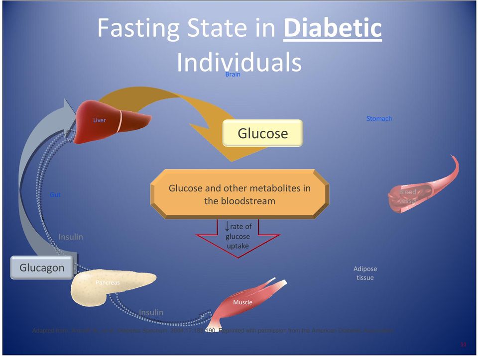 Glucagon Pancreas Adipose tissue Insulin Muscle Adapted from: Aronoff SL, et al.