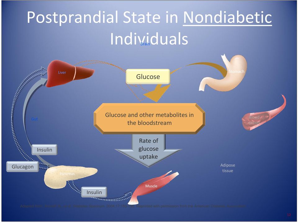 glucose uptake Adipose tissue Insulin Muscle Adapted from: Aronoff SL, et al.