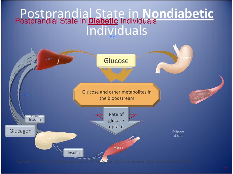 Pancreas rate of Rate glucose of uptake glucose uptake Adipose tissue Insulin Muscle Adapted from: Aronoff