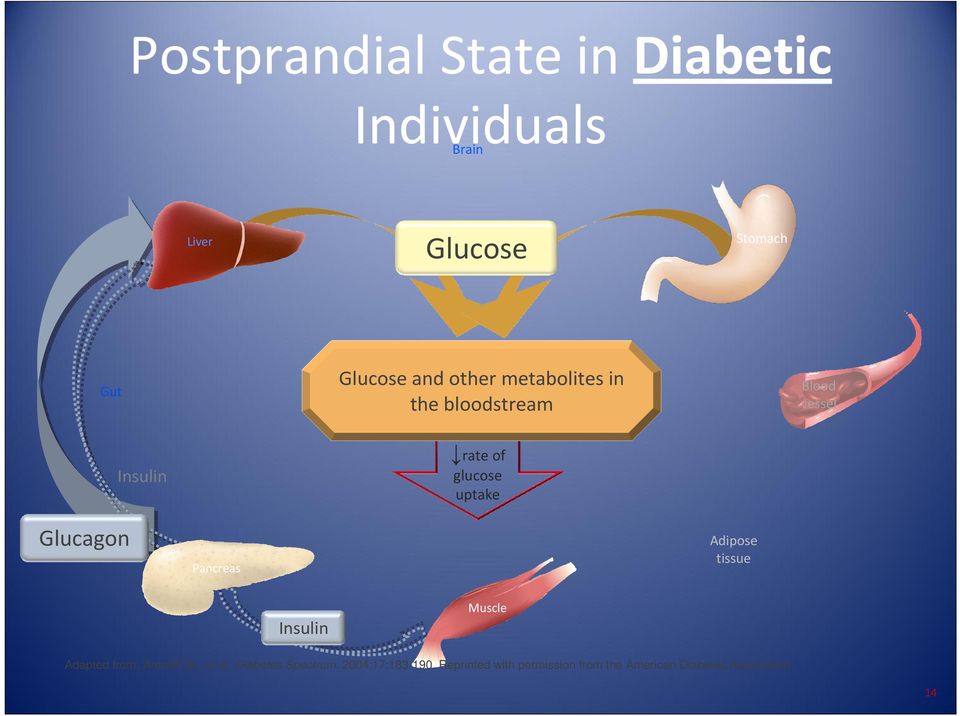 Glucagon Pancreas Adipose tissue Insulin Muscle Adapted from: Aronoff SL, et al.