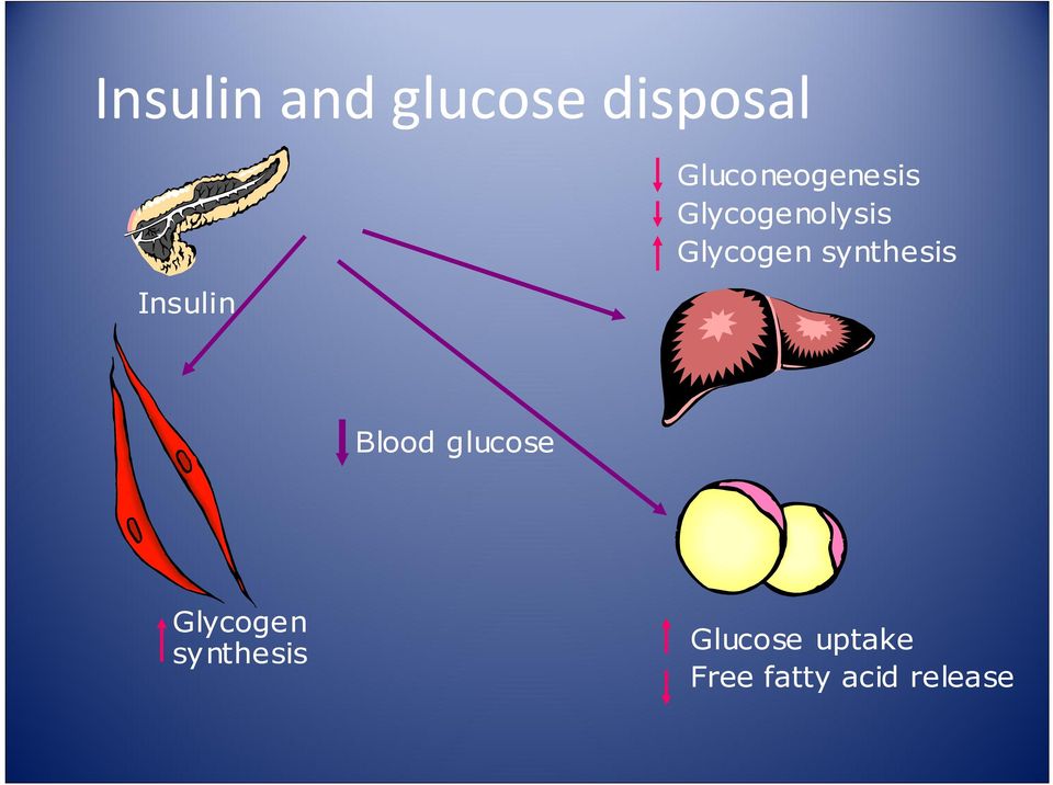 synthesis Blood glucose Glycogen
