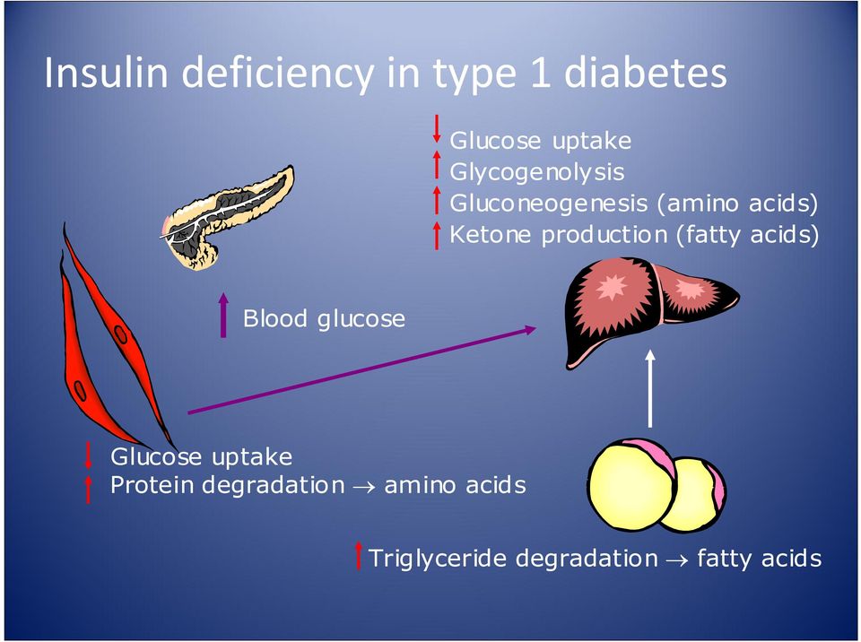 production (fatty acids) Blood glucose Glucose uptake