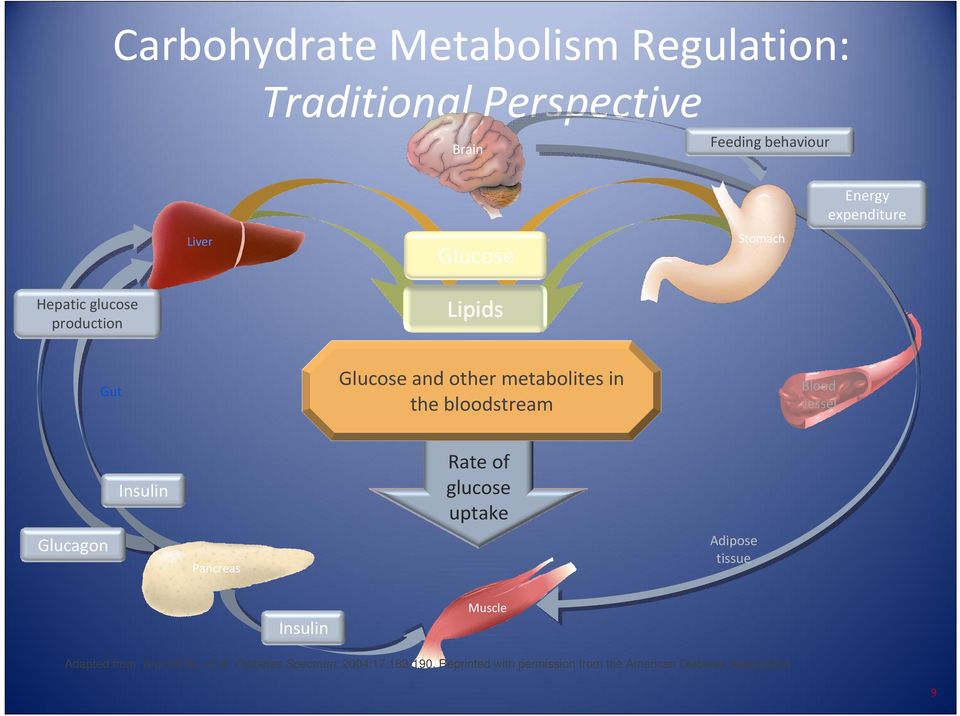 vessel Glucagon Insulin Pancreas Rate of glucose uptake Adipose tissue Insulin Muscle Adapted from: Aronoff