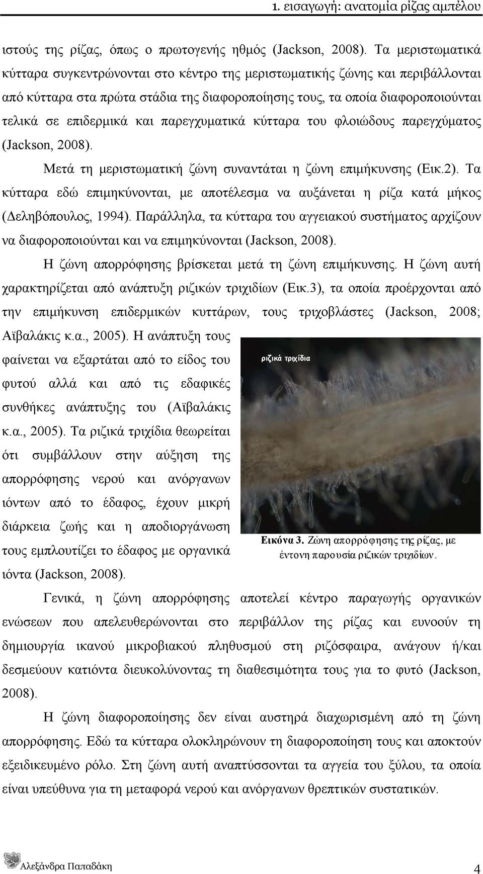 παρεγχυματικά κύτταρα του φλοιώδους παρεγχύματος (Jackson, 2008). Μετά τη μεριστωματική ζώνη συναντάται η ζώνη επιμήκυνσης (Εικ.2).