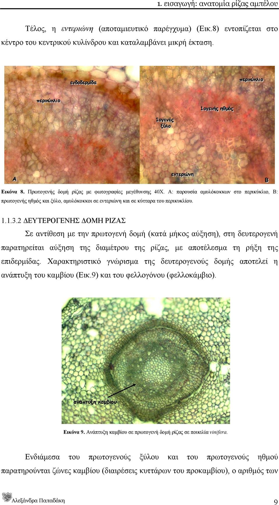Α: παρουσία αμυλόκοκκων στο περικύκλιο, Β: πρωτογενής ηθμός και ξύλο, αμυλόκοκκοι σε εντεριώνη και σε κύτταρα του περικυκλίου. 1.1.3.