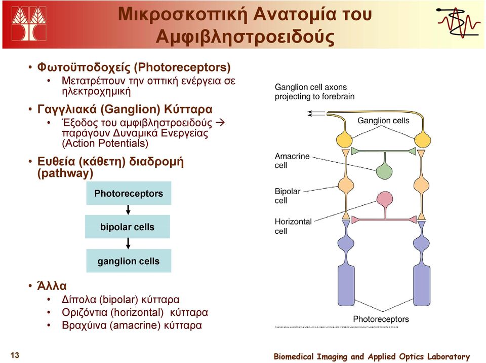 Δυναμικά Ενεργείας (Action Potentials) Ευθεία (κάθετη) διαδρομή (pathway) Photoreceptors bipolar