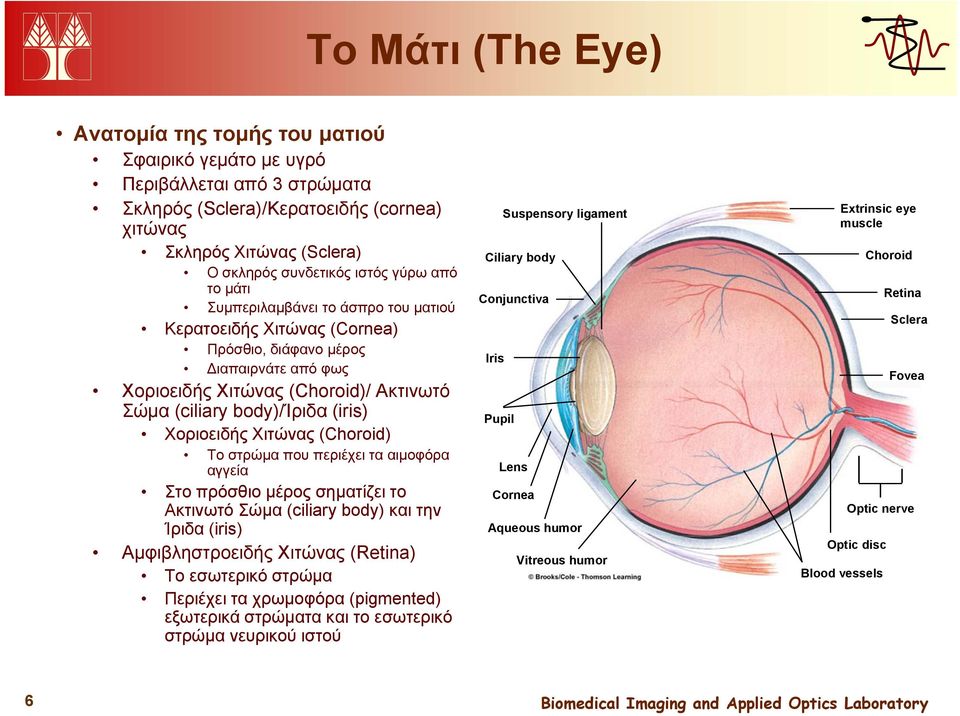 Χοριοειδής Χιτώνας (Choroid) Το στρώμα που περιέχει τα αιμοφόρα αγγεία Στο πρόσθιο μέρος σηματίζει το Ακτινωτό Σώμα (ciliary body) και την Ίριδα (iris) Αμφιβληστροειδής Χιτώνας (Retina) Το εσωτερικό