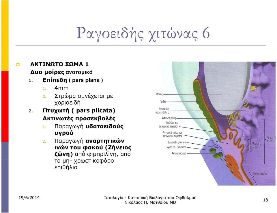 Πτυχωτή ( pars plicata) Ακτινωτές προσεκβολές 1. Παραγωγή υδατοειδούς υγρού 2.