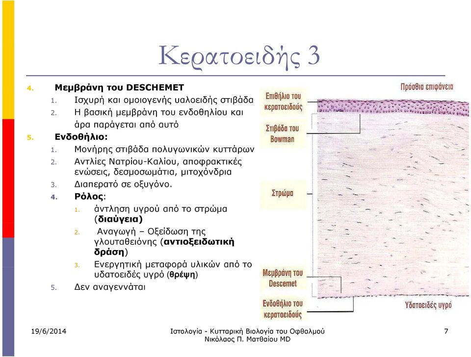 Αντλίες Νατρίου-Καλίου, αποφρακτικές ενώσεις, δεσμοσωμάτια, μιτοχόνδρια 3. ιαπερατό σε οξυγόνο. 4. Ρόλος: 1.