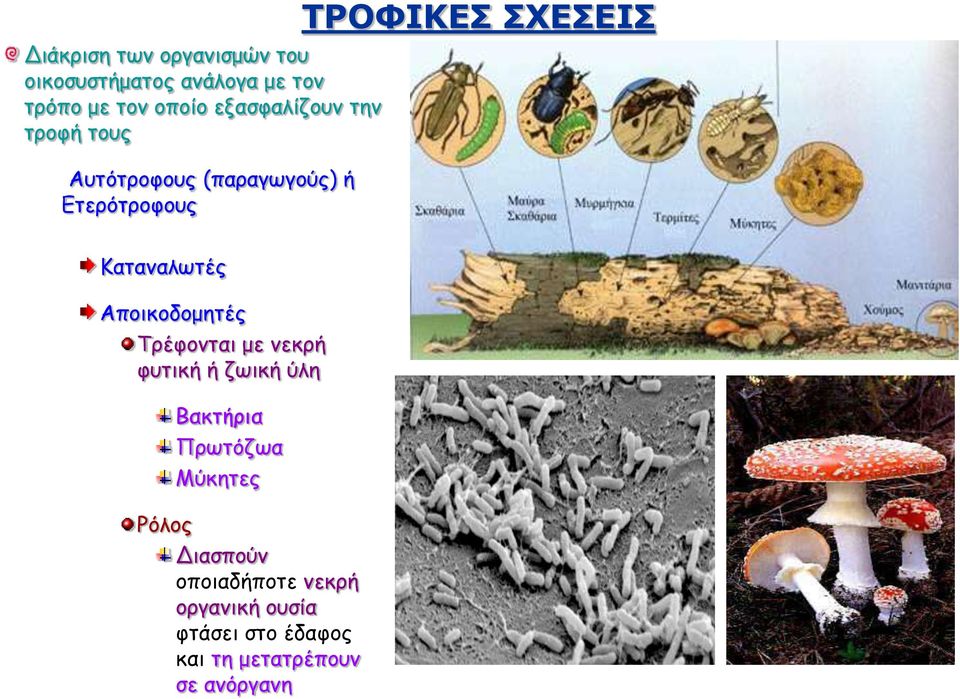 Καταναλωτές Αποικοδομητές Τρέφονται με νεκρή φυτική ή ζωική ύλη Ρόλος Βακτήρια