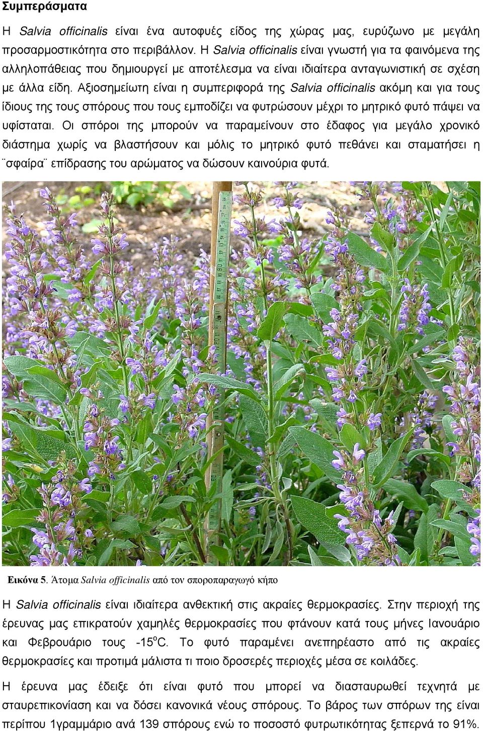 Αξιοσηµείωτη είναι η συµπεριφορά της Salvia officinalis ακόµη και για τους ίδιους της τους σπόρους που τους εµποδίζει να φυτρώσουν µέχρι το µητρικό φυτό πάψει να υφίσταται.