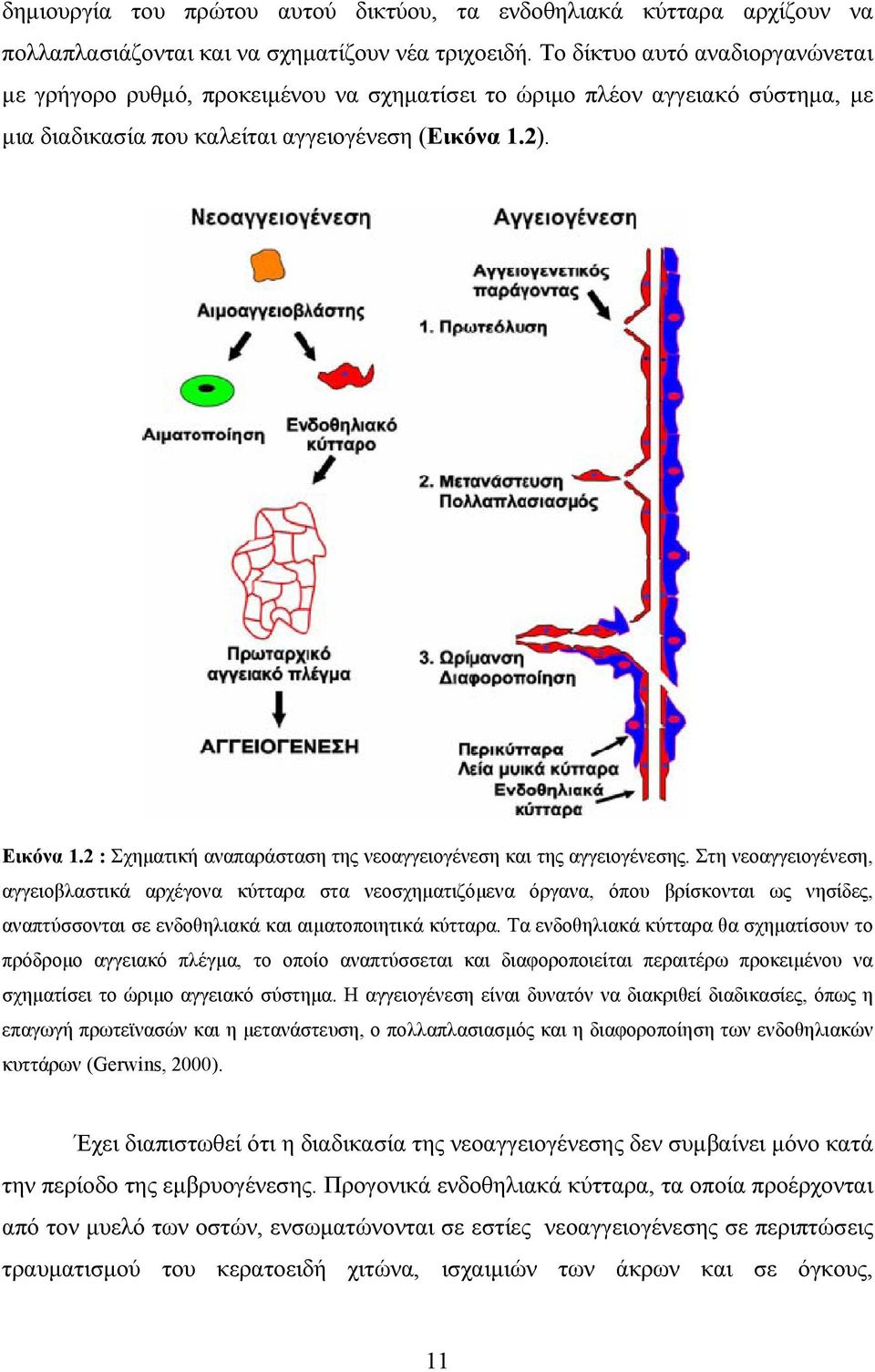 2 : Σχηματική αναπαράσταση της νεοαγγειογένεση και της αγγειογένεσης.