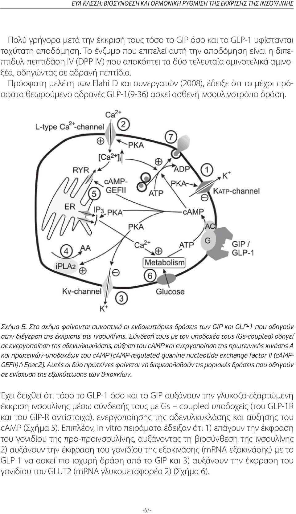 Πρόσφατη μελέτη των Elahi D και συνεργατών (2008), έδειξε ότι το μέχρι πρόσφατα θεωρούμενο αδρανές GLP-1(9-36) ασκεί ασθενή ινσουλινοτρόπο δράση. Σχήµα 5.