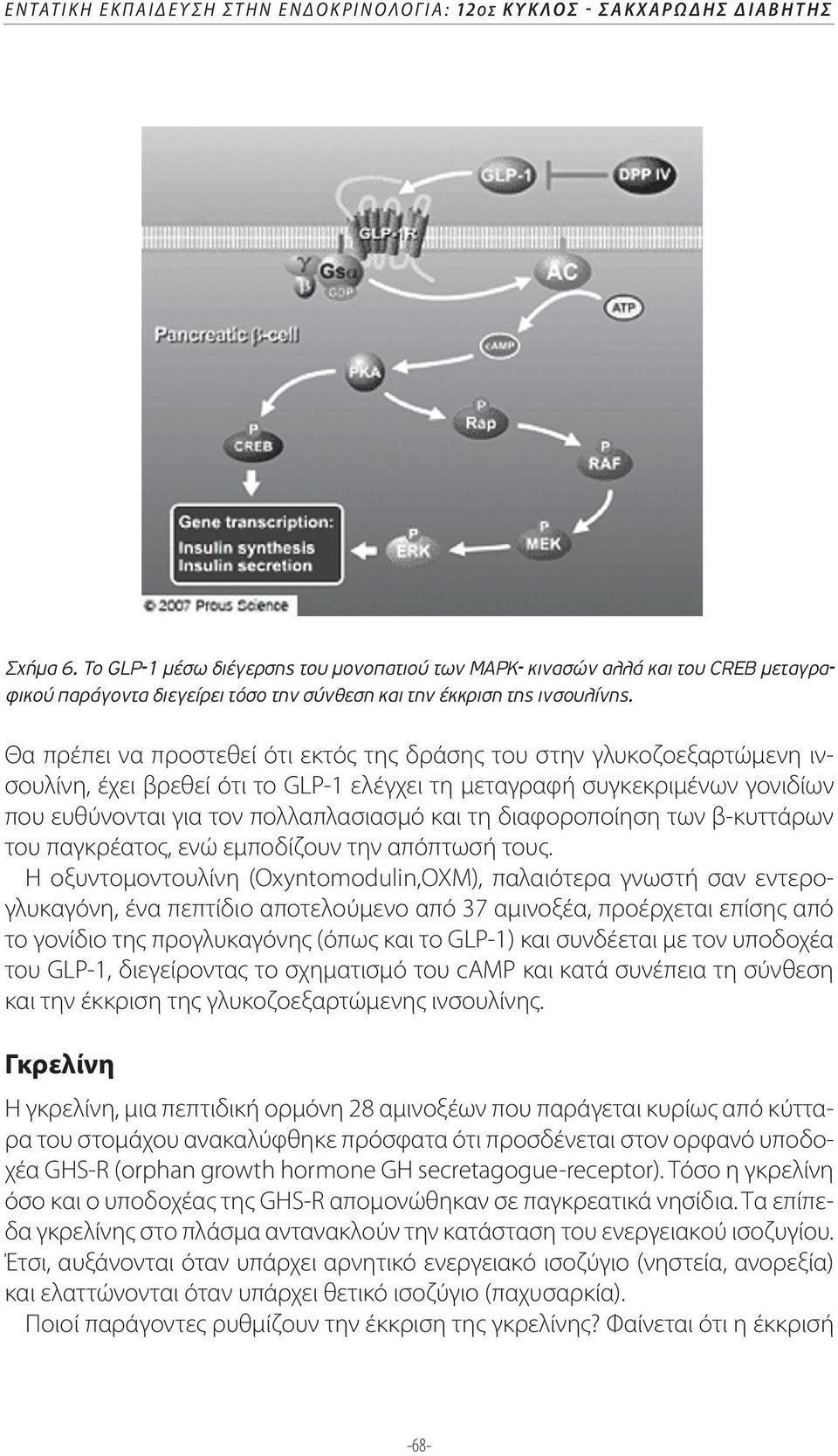 Θα πρέπει να προστεθεί ότι εκτός της δράσης του στην γλυκοζοεξαρτώμενη ινσουλίνη, έχει βρεθεί ότι το GLP-1 ελέγχει τη μεταγραφή συγκεκριμένων γονιδίων που ευθύνονται για τον πολλαπλασιασμό και τη