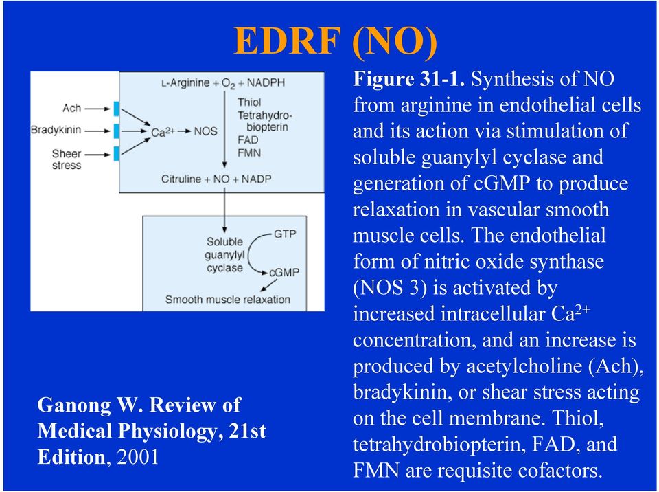 produce relaxation in vascular smooth muscle cells.