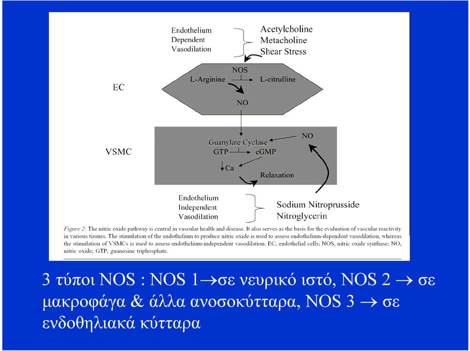 μακροφάγα & άλλα