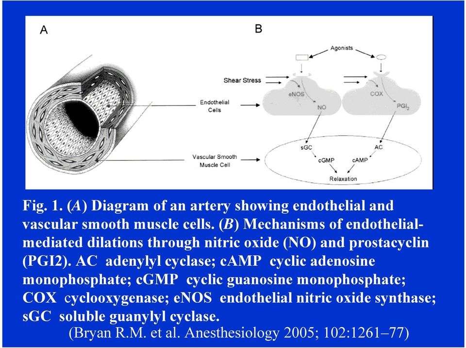 AC adenylyl cyclase; camp cyclic adenosine monophosphate; cgmp cyclic guanosine monophosphate; COX