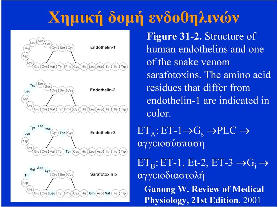 The amino acid residues that differ from endothelin-1 are indicated in color.