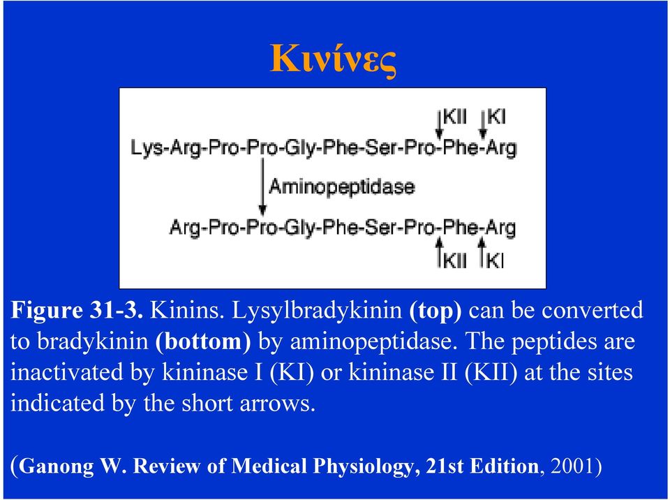 aminopeptidase.