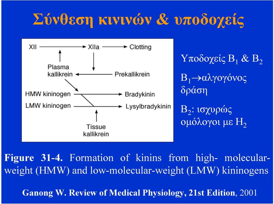 Formation of kinins from high- molecularweight (HMW) and