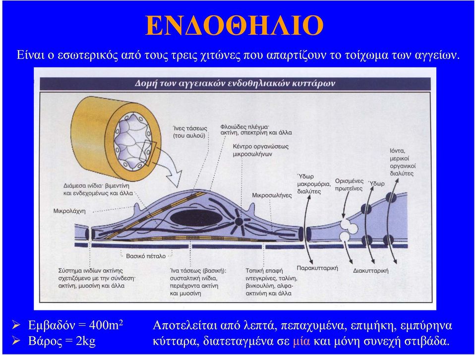 Εμβαδόν = 400m 2 Βάρος = 2kg Αποτελείται από λεπτά,