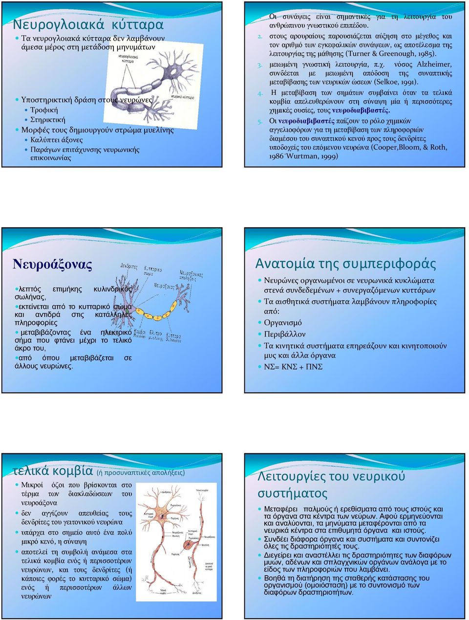 στους αρουραίους παρουσιάζεται αύξηση στο µέγεθος και τον αριθµό των εγκεφαλικών συνάψεων, ως αποτέλεσµα της λειτουργίαςτης µάθησης (Turner & Greenough, 1985). 3. µειωµένη γνωστική λειτουργία, π.χ.