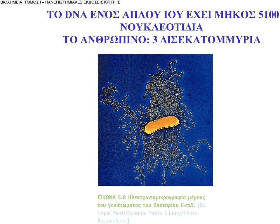 TO DNA ΕΝΌΣ ΑΠΛΟΥ ΙΟΥ ΕΧΕΙ ΜΗΚΟΣ