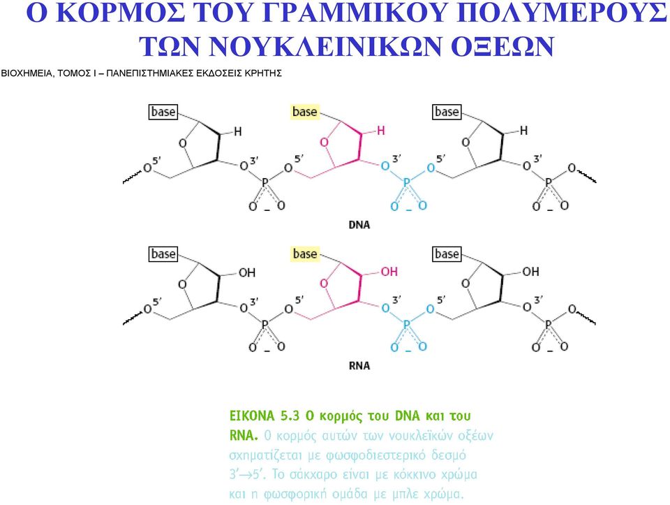 ΝΟΥΚΛΕΙΝΙΚΩΝ ΟΞΕΩΝ