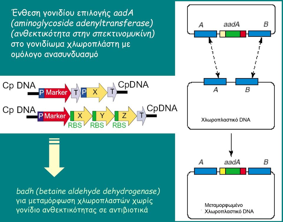 ανασυνδυασμό Xλωροπλαστικό DNA badh (betaine aldehyde dehydrogenase) για