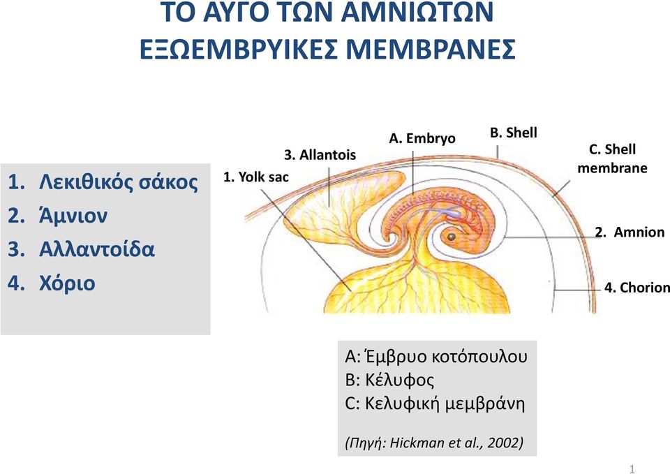 Embryo Β. Shell Γ C. Shell membrane 2. Amnion 4.