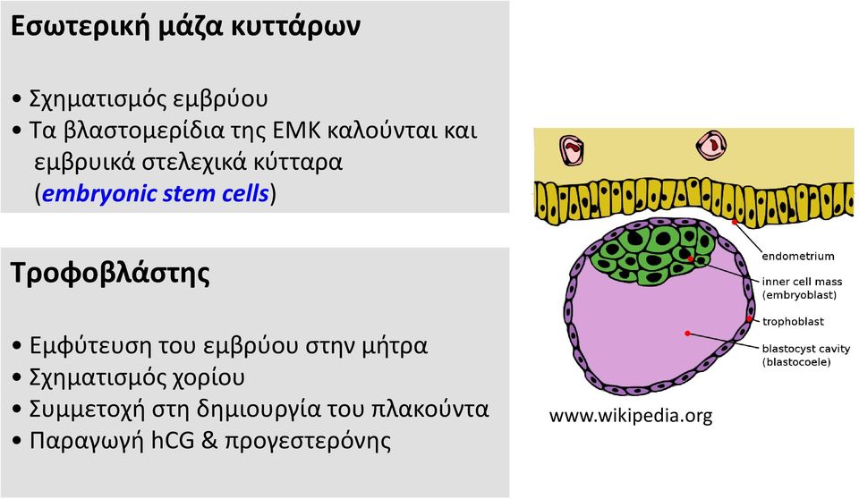 Τροφοβλάστης Εμφύτευση του εμβρύου στην μήτρα Σχηματισμός χορίου