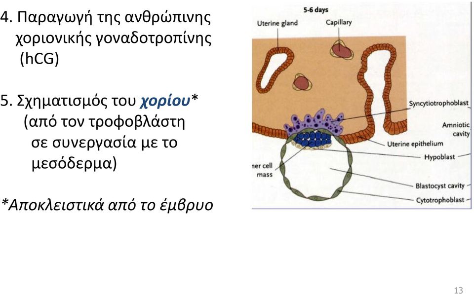 Σχηματισμός του χορίου* (από τον