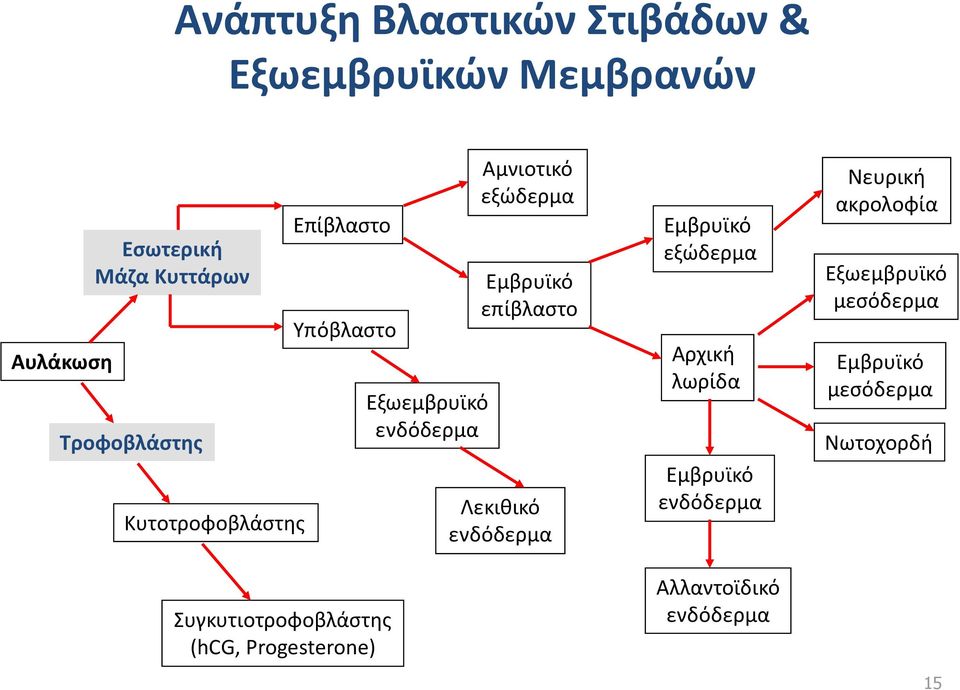 Αμνιοτικό εξώδερμα Εμβρυϊκό επίβλαστο Λεκιθικό ενδόδερμα Εμβρυϊκό εξώδερμα Αρχική λωρίδα Εμβρυϊκό