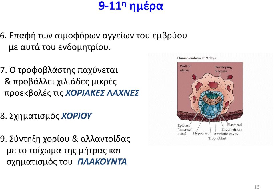 Ο τροφοβλάστης παχύνεται & προβάλλει χιλιάδες μικρές προεκβολές τις