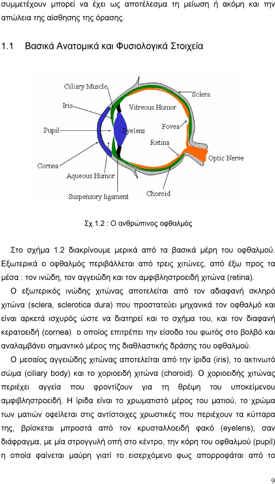 Ο εξωτερικός ινώδης χιτώνας αποτελείται από τον αδιαφανή σκληρό χιτώνα (sclera, sclerotica dura) που προστατεύει μηχανικά τον οφθαλμό και είναι αρκετά ισχυρός ώστε να διατηρεί και το σχήμα του, και