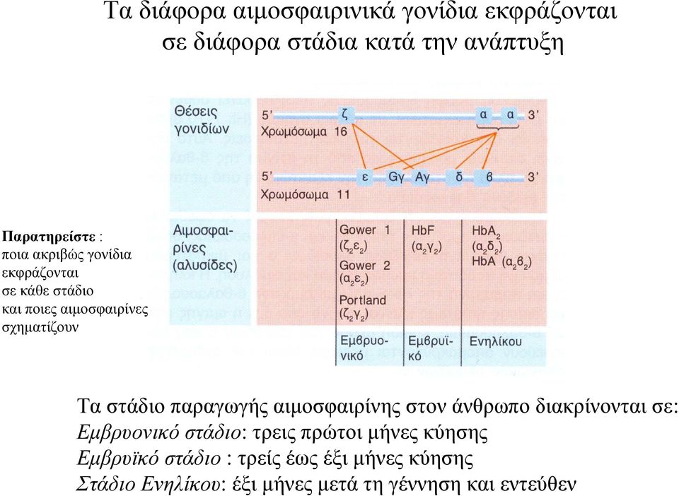 παραγωγής αιμοσφαιρίνης στον άνθρωπο διακρίνονται σε: Εμβρυονικό στάδιο: τρεις πρώτοι μήνες