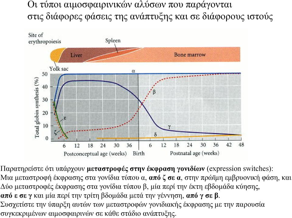 φάση, και Δύο μεταστροφές έκφρασης στα γονίδια τύπου β, μία περί την έκτη εβδομάδα κύησης, από ε σε γ και μία περί την τρίτη βδομάδα μετά την