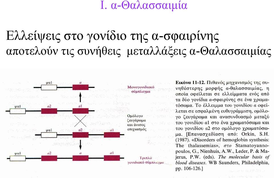 α-σφαιρίνης αποτελούν τις