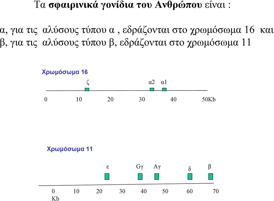 τύπου β, εδράζονται στο χρωμόσωμα 11 Χρωμόσωμα 16 ζ α2 α1 0 10