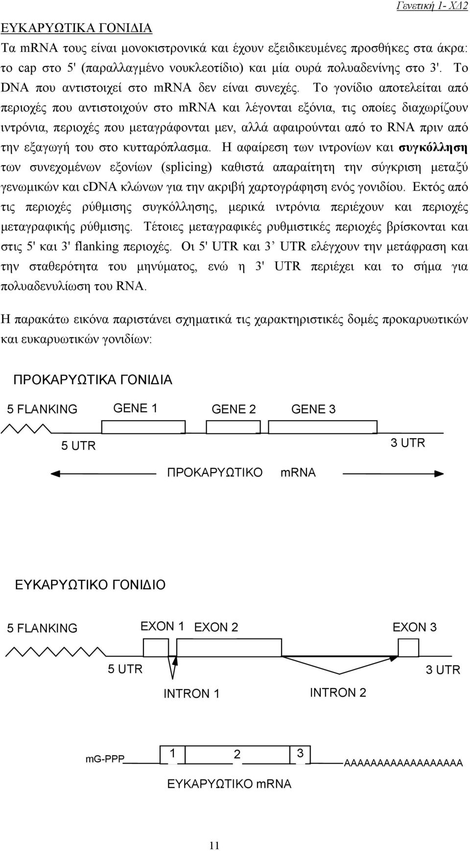 Tο γονίδιο αποτελείται από περιοχές που αντιστοιχούν στο mrna και λέγονται εξόνια, τις οποίες διαχωρίζουν ιντρόνια, περιοχές που µεταγράφονται µεν, αλλά αφαιρούνται από το RNA πριν από την εξαγωγή