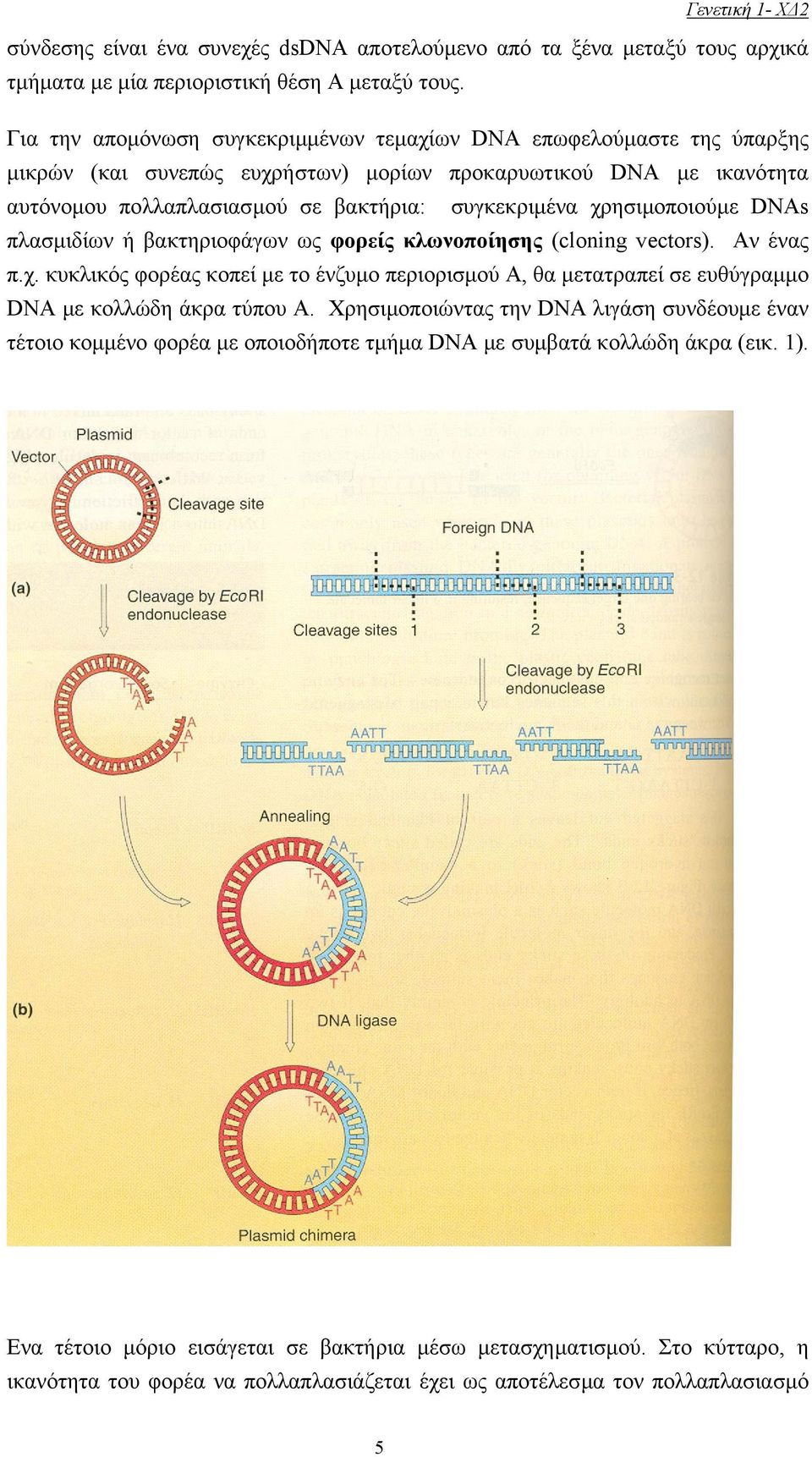 χρησιµοποιούµε DNAs πλασµιδίων ή βακτηριοφάγων ως φορείς κλωνοποίησης (cloning vectors). Aν ένας π.χ. κυκλικός φορέας κοπεί µε το ένζυµο περιορισµού A, θα µετατραπεί σε ευθύγραµµο DNA µε κολλώδη άκρα τύπου A.